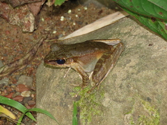 Meristogenys maryatiae