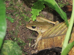 Meristogenys maryatiae