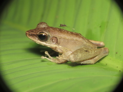 Meristogenys maryatiae