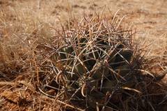 Coryphantha robustispina robustispina