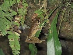Meristogenys amoropalamus