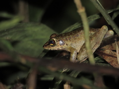 Meristogenys amoropalamus