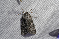 Acronicta impressa