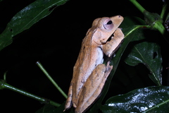 Polypedates pseudotilophus