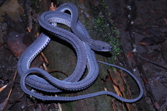 Xenodermus javanicus