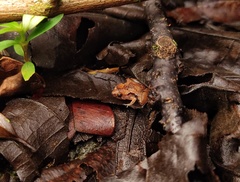 Microhyla nepenthicola