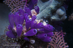 Clavelina puertosecensis