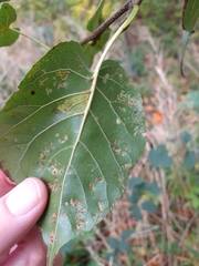 Phyllonorycter rajella