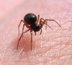 Scotinotylus alpinus