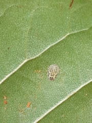 Crypturaphis grassii