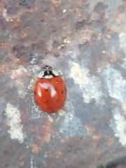 Harmonia axyridis