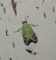 Hemichloridia euprepia