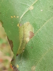 Phyllonorycter klemannella