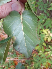 Phyllonorycter klemannella