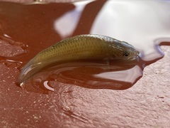 Poecilia gillii