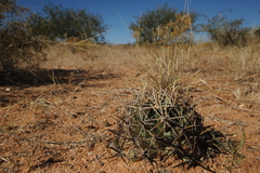 Coryphantha robustispina robustispina