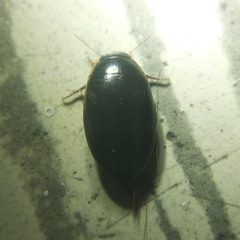 Thermonectus