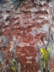Dendroctonus frontalis