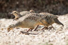 Ortygornis pondicerianus