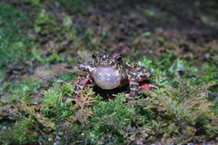 Leptophryne javanica