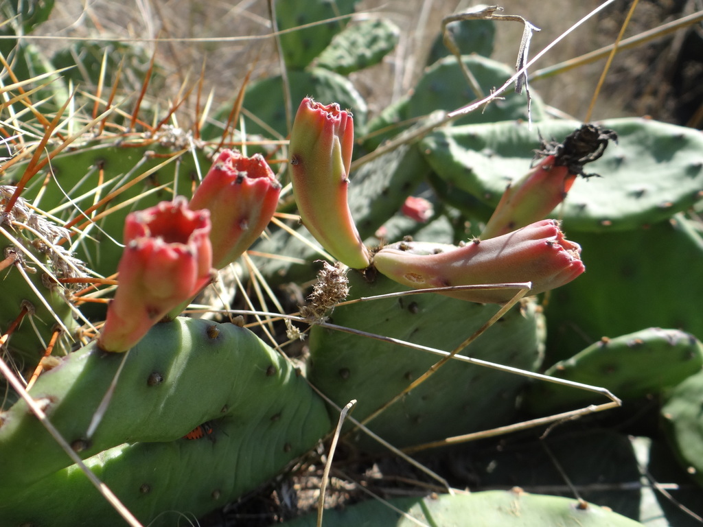 Opuntia humifusa (Opuntia humifusa)