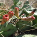 Eastern Pricklypear Complex - Photo (c) Vitalii Kolomiichuk, some rights reserved (CC BY-NC), uploaded by Vitalii Kolomiichuk