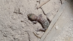 Hemidactylus turcicus