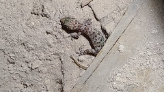 Hemidactylus turcicus