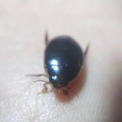 Thermonectus