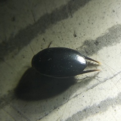 Thermonectus