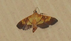 Syngamia latimarginalis