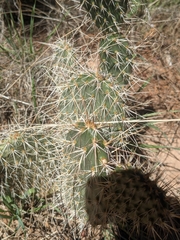 Opuntia polyacantha erinacea