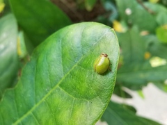 Hemisphaerius lysanias