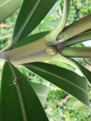 Hemisphaerius lysanias