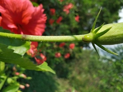 Hemisphaerius lysanias