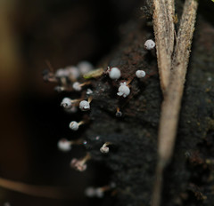 Physarum leucophaeum