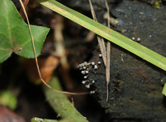 Physarum leucophaeum