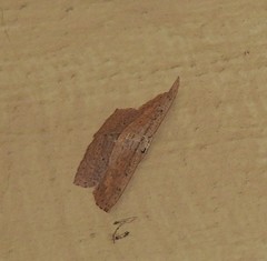 Phalacra vidhisara