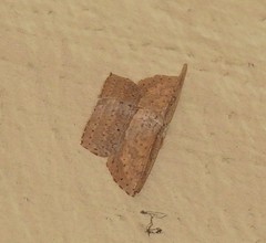 Phalacra vidhisara