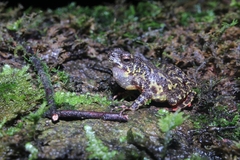 Leptophryne javanica
