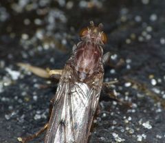 Maorimyia bipunctata