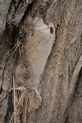 Fomitiporia pseudopunctata