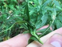 Asphondylia solidaginis