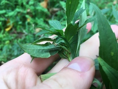 Asphondylia solidaginis