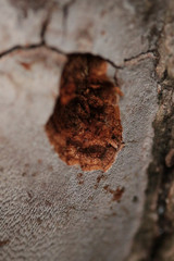 Fomitiporia pseudopunctata