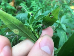 Asphondylia solidaginis