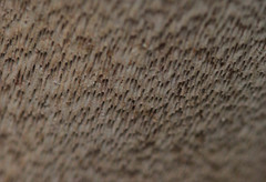 Fomitiporia pseudopunctata