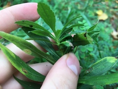 Asphondylia solidaginis