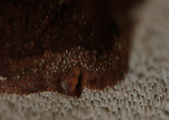 Fomitiporia pseudopunctata