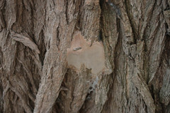 Fomitiporia pseudopunctata